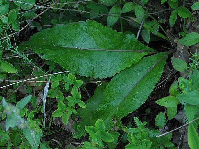 Verbascum chaixii austriacum