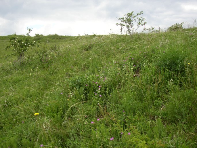 Chamaecytisus albus