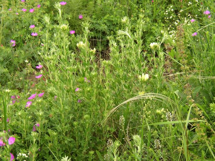 Chamaecytisus albus