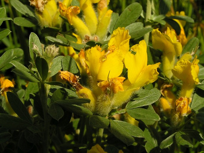 Chamaecytisus austriacus