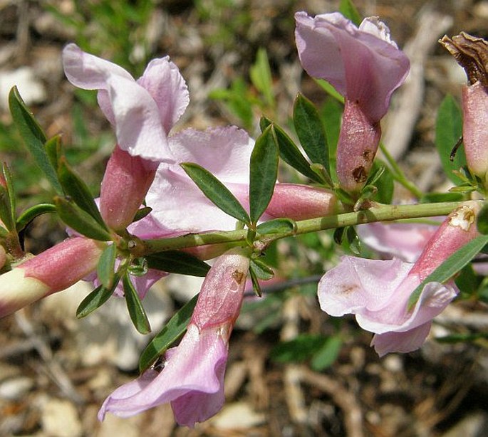 Chamaecytisus purpureus