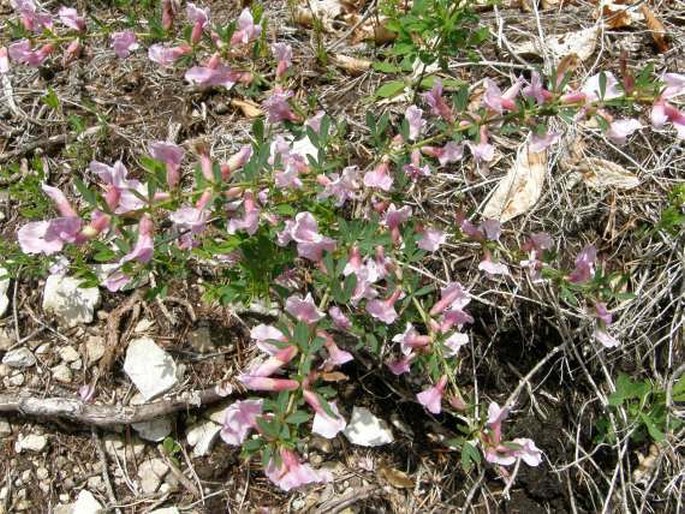 Chamaecytisus purpureus