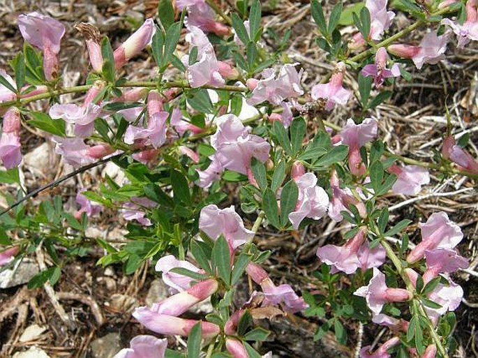 Chamaecytisus purpureus