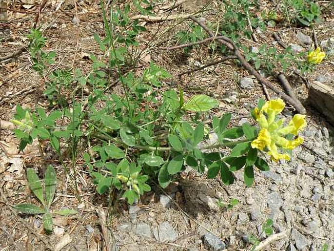 Chamaecytisus supinus