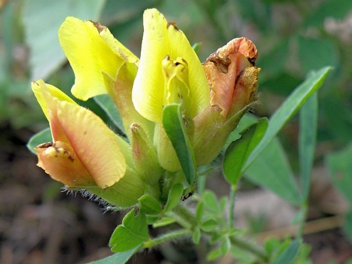 Chamaecytisus supinus