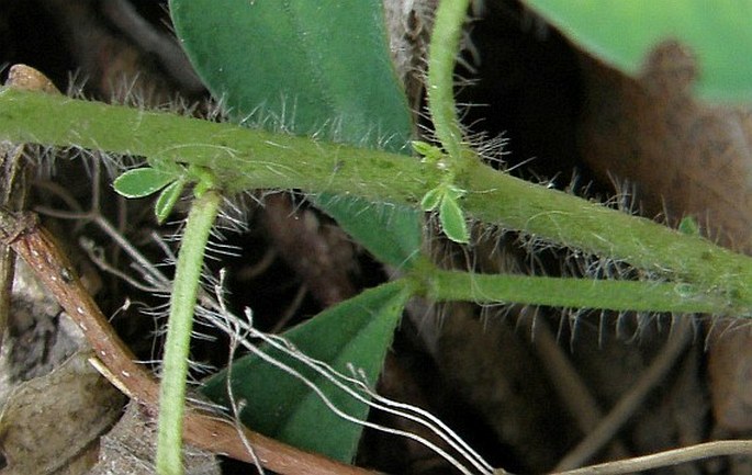 Chamaecytisus supinus