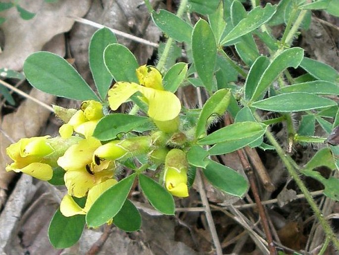 Chamaecytisus supinus