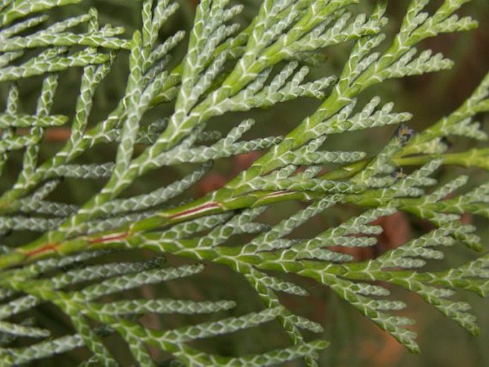 Chamaecyparis lawsoniana