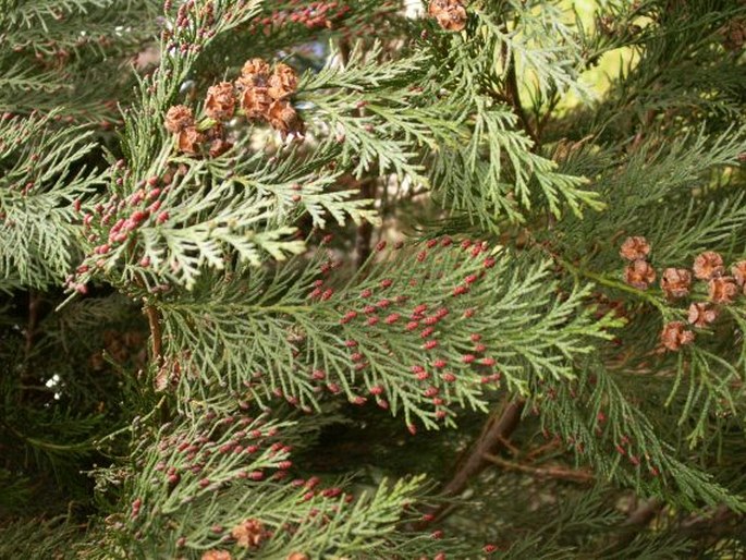 Chamaecyparis lawsoniana