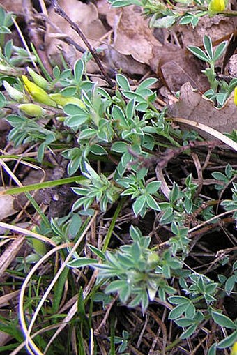 Chamaecytisus ratisbonensis