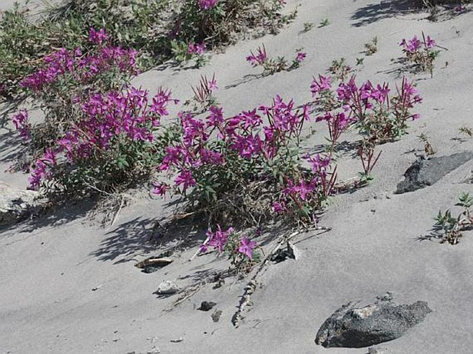 Epilobium latifolium