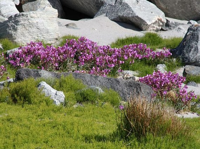 Epilobium latifolium