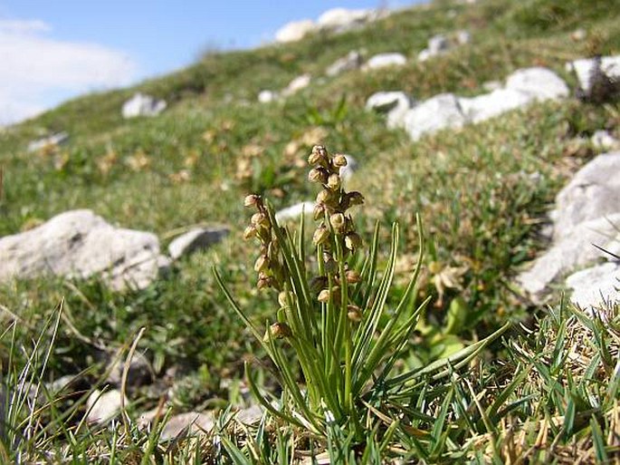 CHAMORCHIS ALPINA (L.) Rich. – vstaváček alpínský / vstaváčik alpínsky