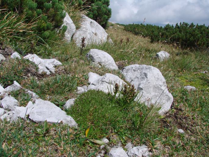 Chamorchis alpina