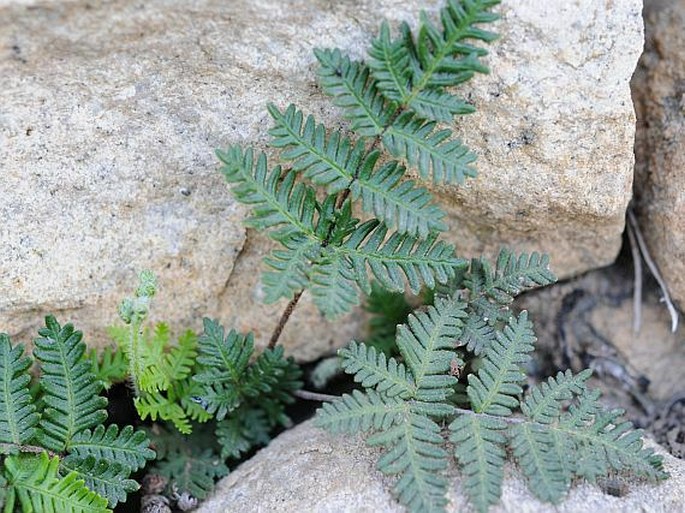 CHEILANTHES CORIACEA Decne.