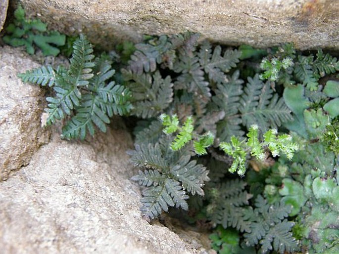 Cheilanthes coriacea