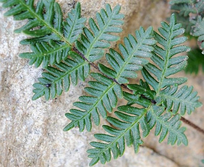 Cheilanthes coriacea