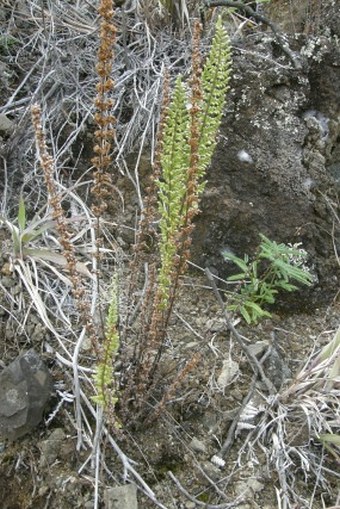 Cheilanthes hirta