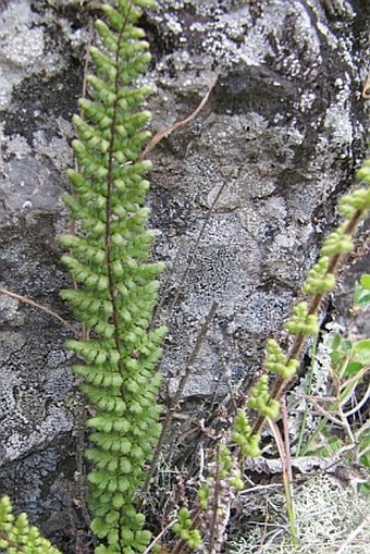 Cheilanthes hirta