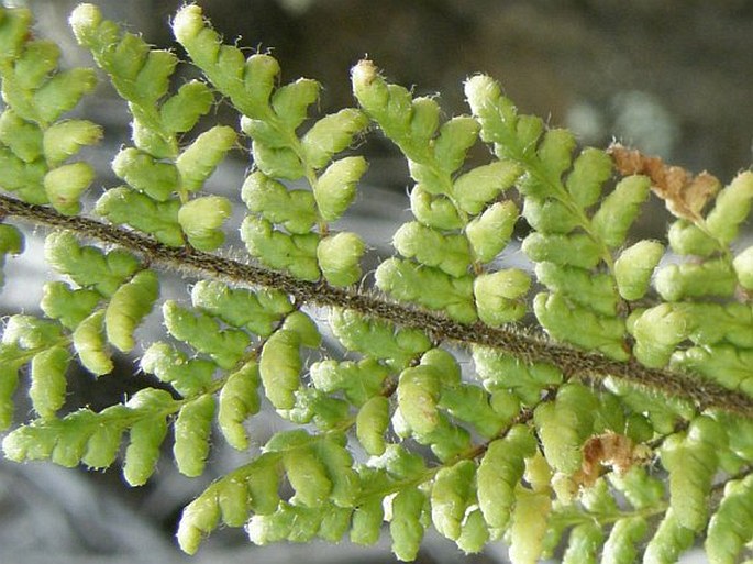 Cheilanthes hirta