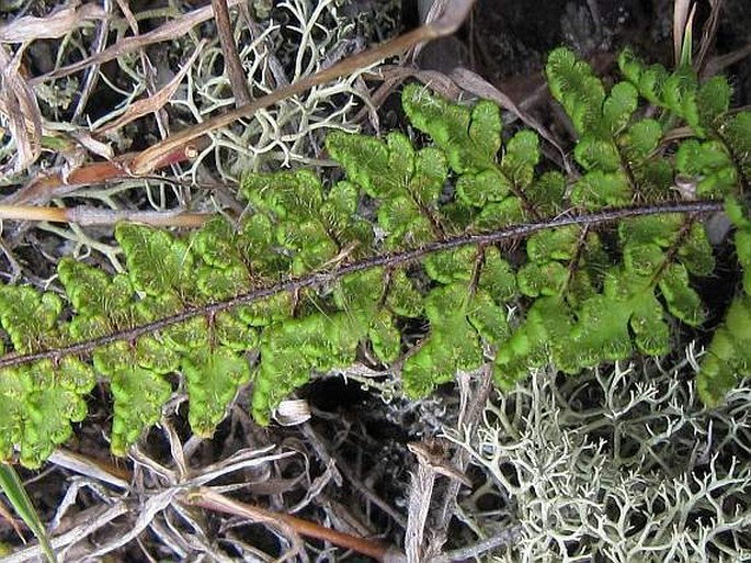 Cheilanthes hirta