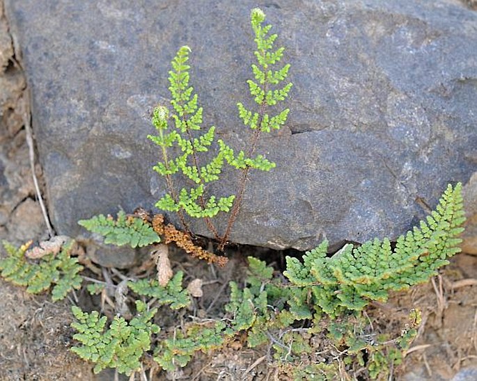 CHEILANTHES PTERIDIOIDES C. Chr.