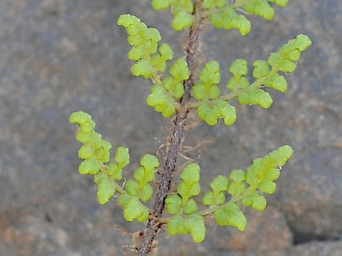 Cheilanthes pteridioides