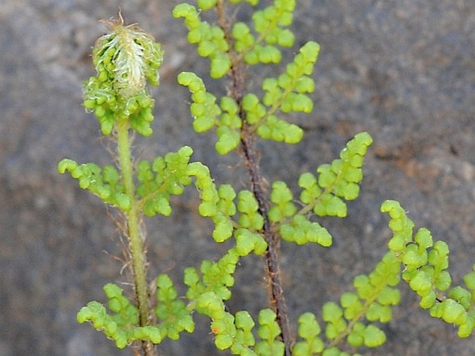 Cheilanthes pteridioides