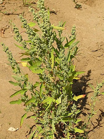 Chenopodium ficifolium