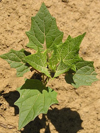 Chenopodium hybridum