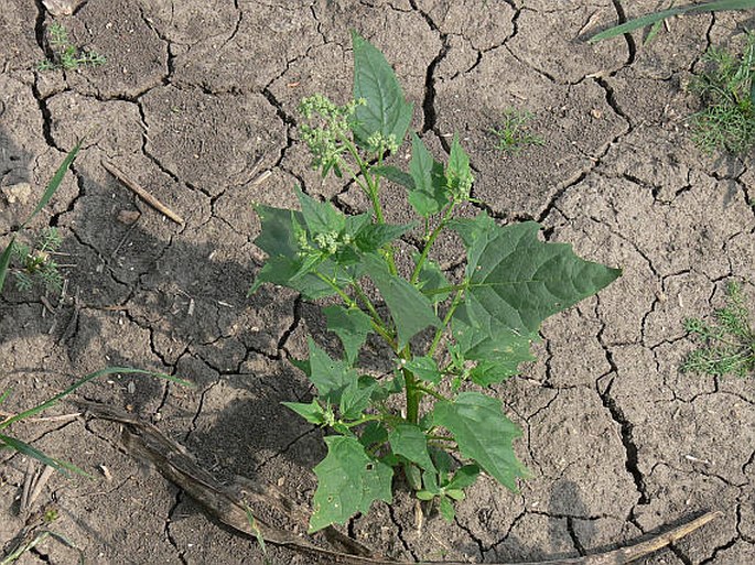 Chenopodium hybridum