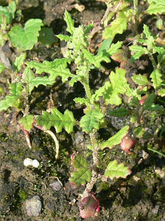 Chenopodium botrys