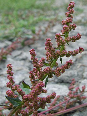 Chenopodium chenopodioides