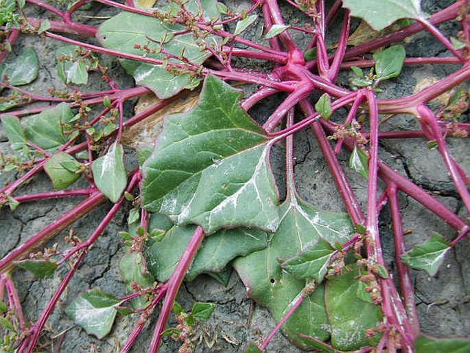 Chenopodium chenopodioides