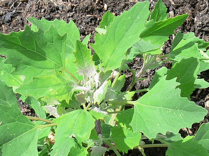 CHENOPODIUM ALBUM L. – merlík bílý / mrlík biely