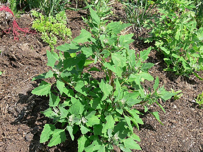 Chenopodium album