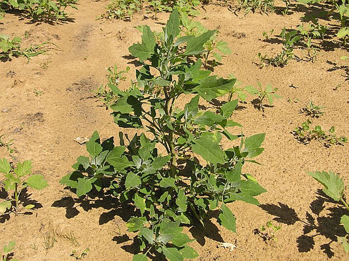 Chenopodium album