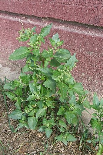 Chenopodium murale