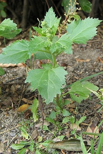 Chenopodium murale