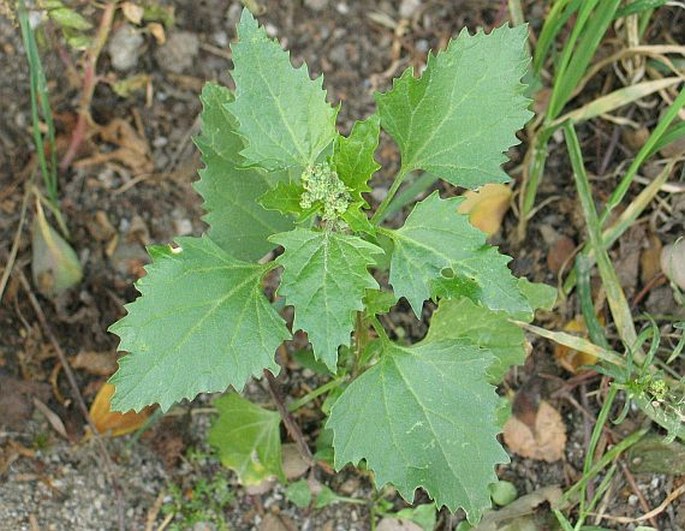 Chenopodium murale