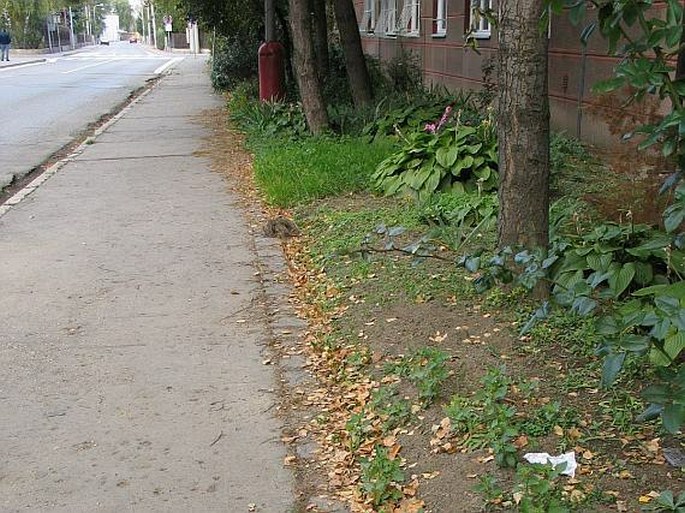 Chenopodium murale