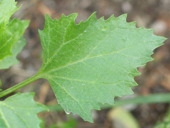 Chenopodium murale