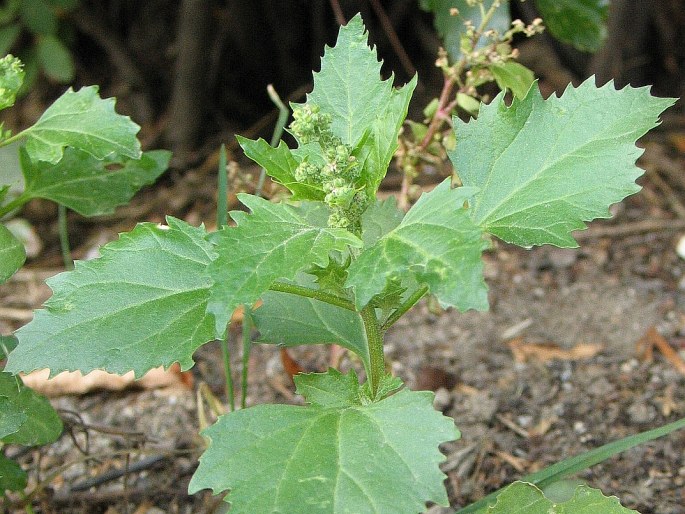 Chenopodium murale