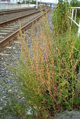 Chenopodium strictum