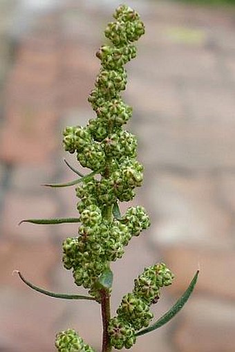 Chenopodium strictum