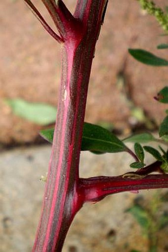 Chenopodium strictum