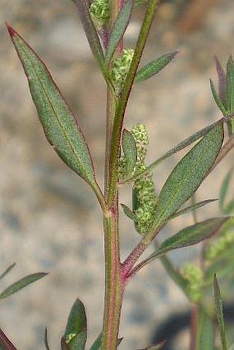 Chenopodium strictum