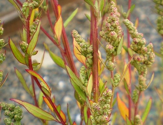 CHENOPODIUM STRICTUM Roth – merlík tuhý / mrlík tuhý