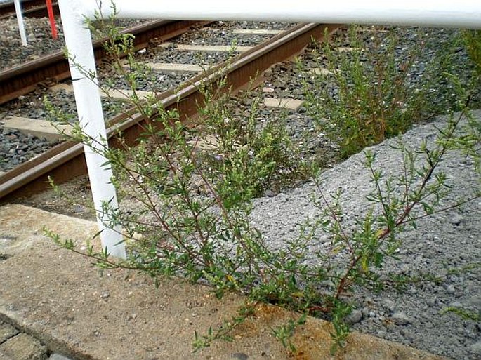 Chenopodium strictum