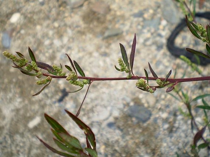 Chenopodium strictum